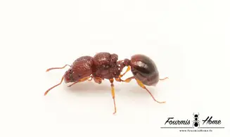 Acanthomyrmex thailandensis