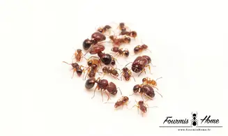 Acanthomyrmex thailandensis