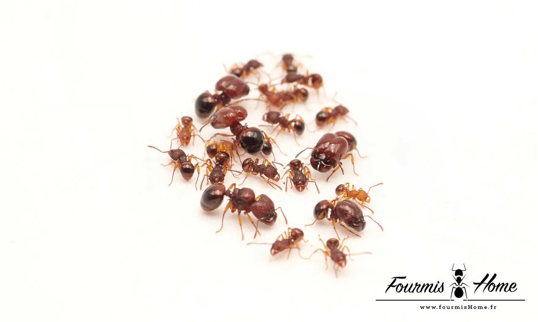 Acanthomyrmex thailandensis