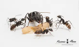 Camponotus japonicus