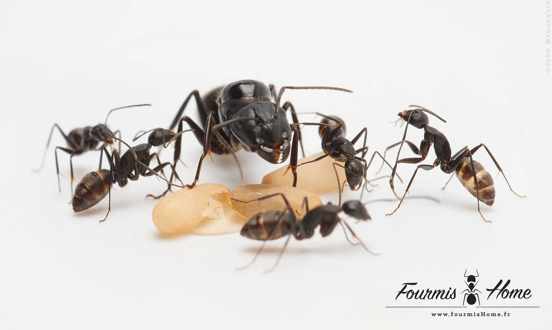 Camponotus japonicus