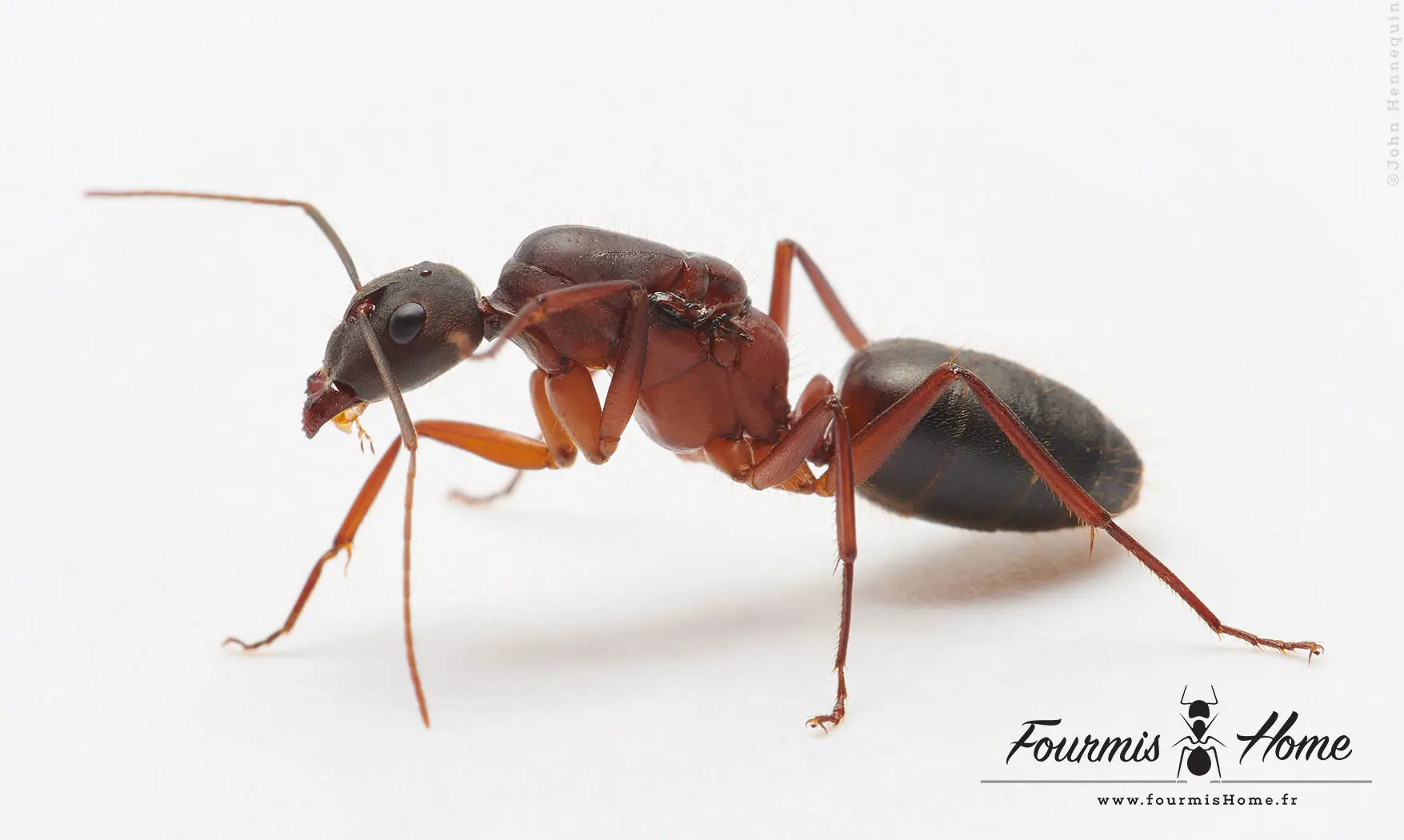 Camponotus erigens