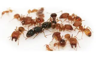 Pheidole flaveria