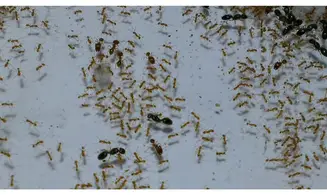 Pheidole flaveria