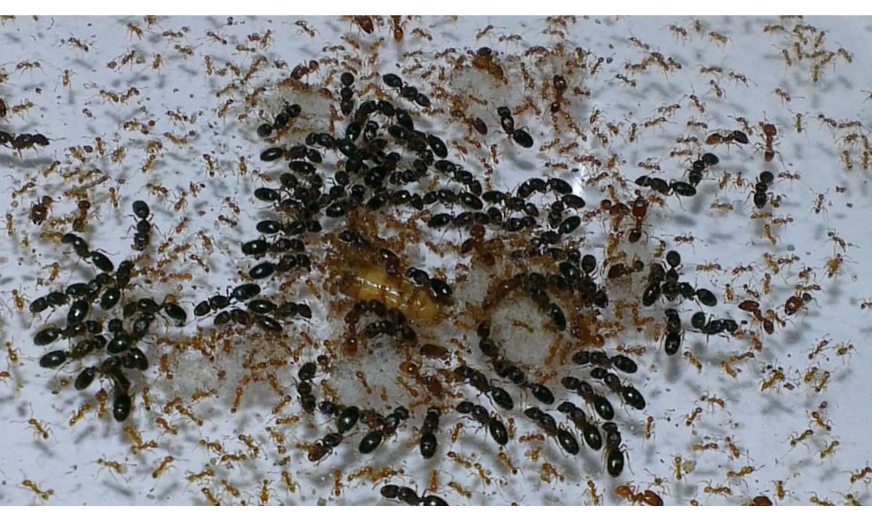 Pheidole flaveria