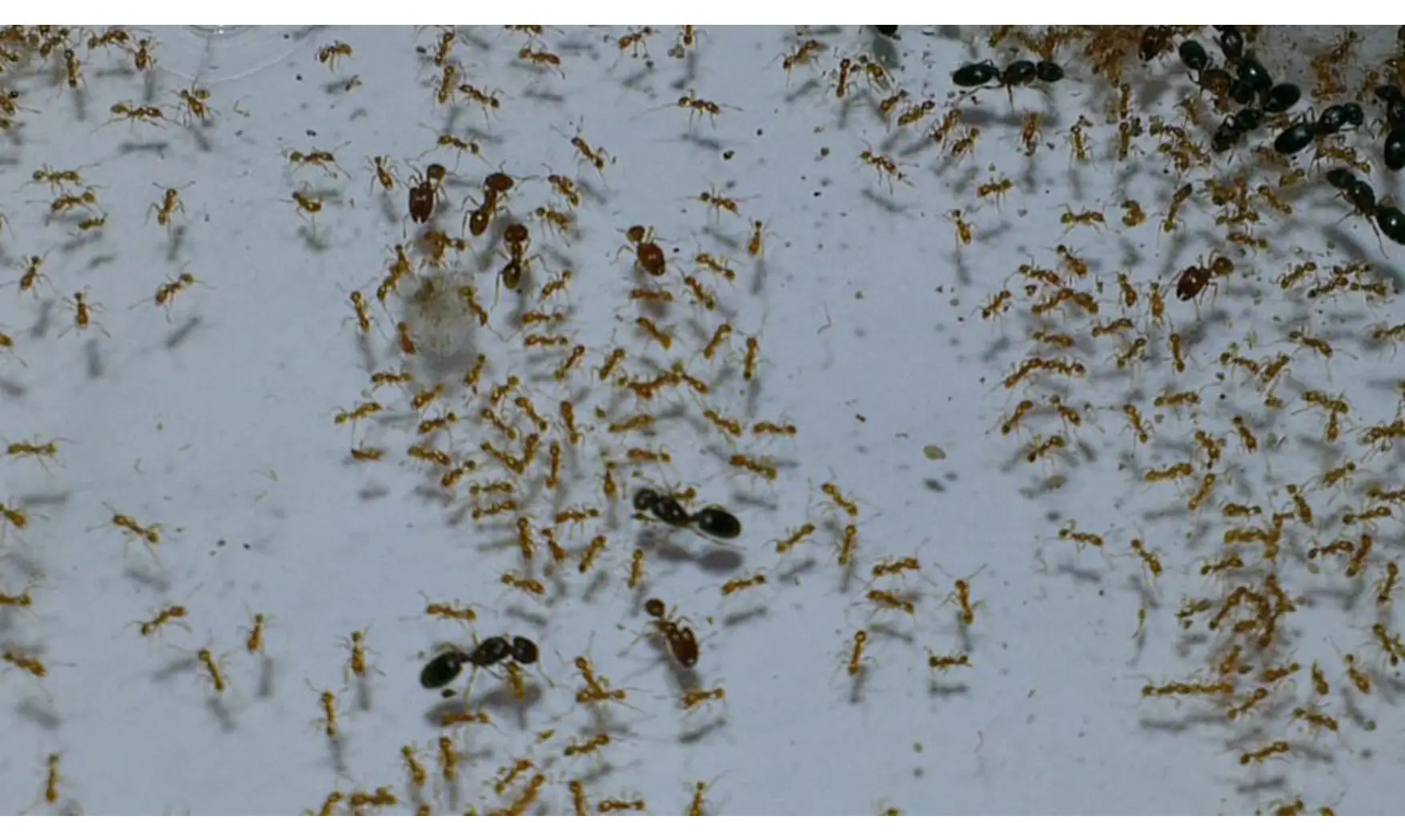 Pheidole flaveria