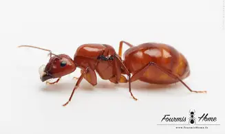 Camponotus castaneus