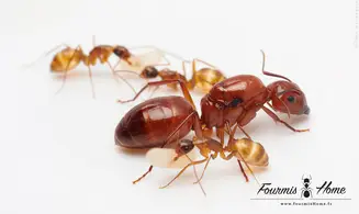 Camponotus castaneus