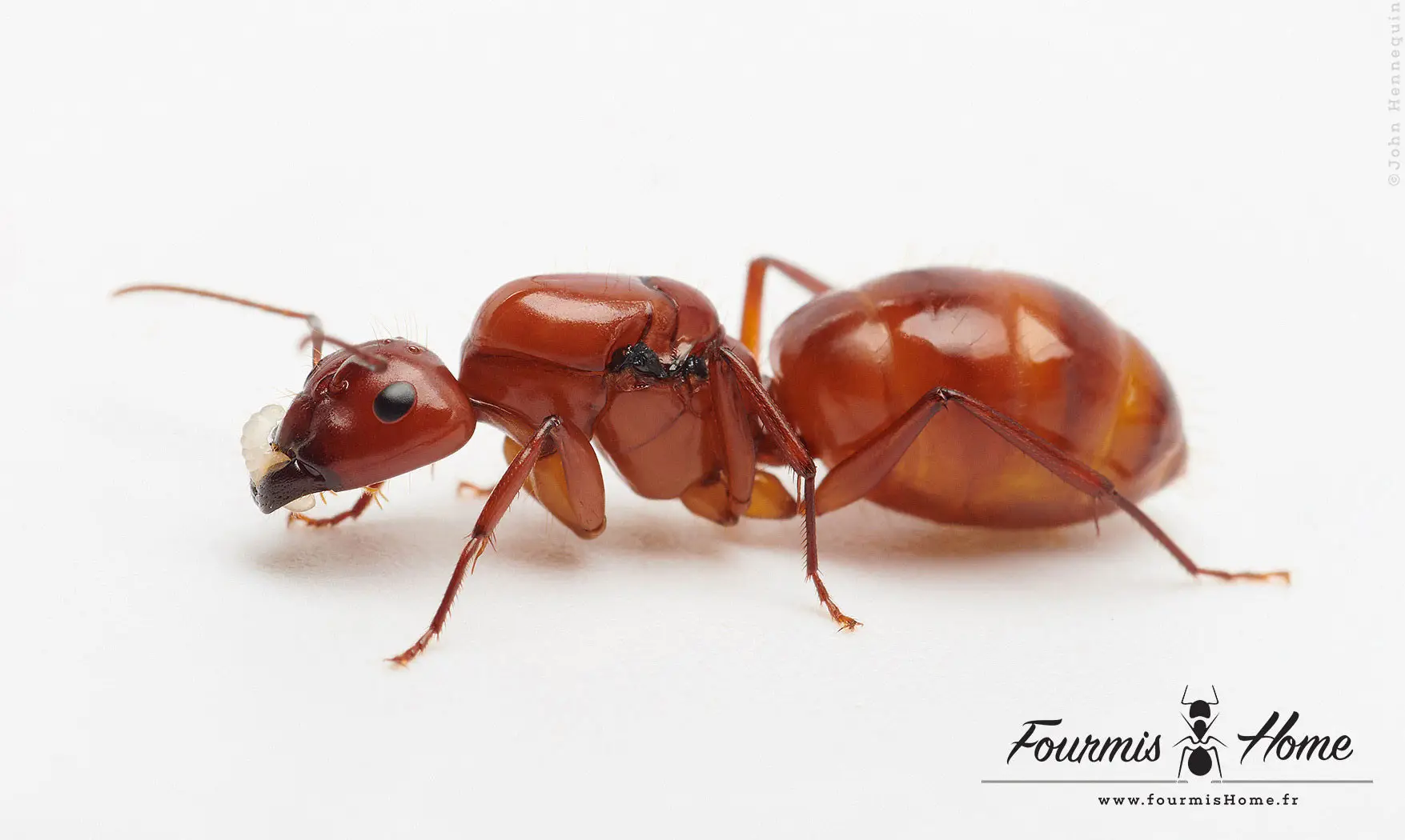 Camponotus castaneus