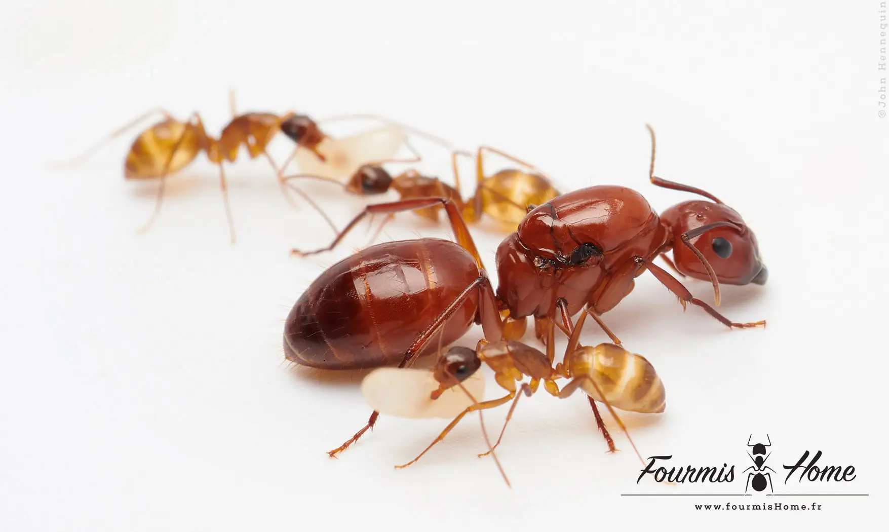Camponotus castaneus