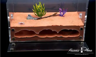 Nid plexi plâtre