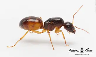Camponotus turkestanus BLACK