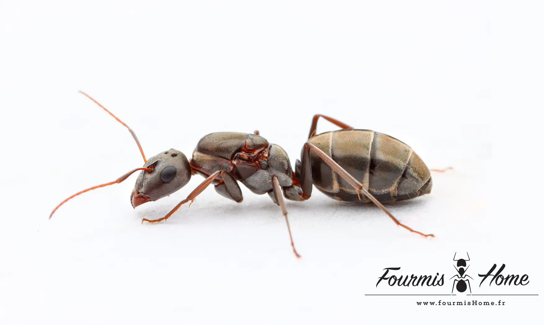 Camponotus flavomarginatus