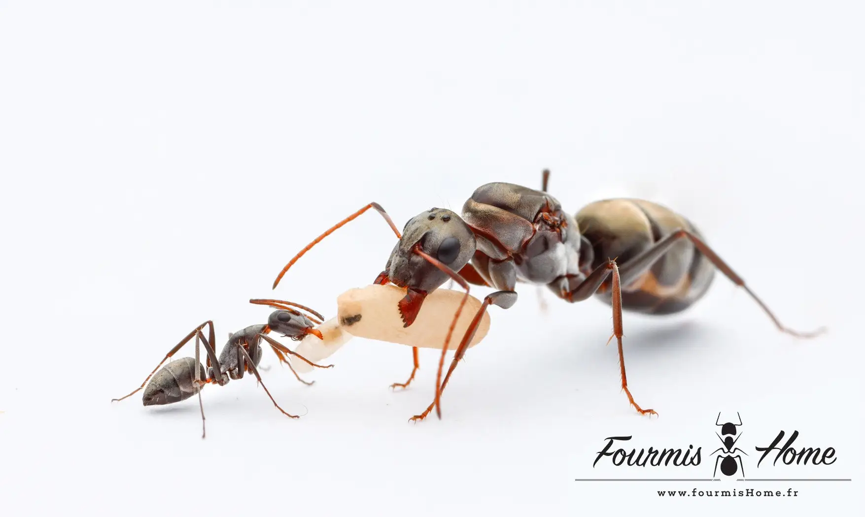 Camponotus flavomarginatus