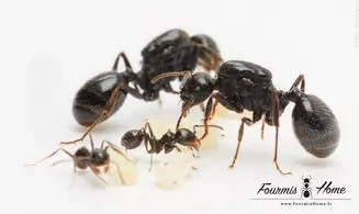 Messor nondentatus