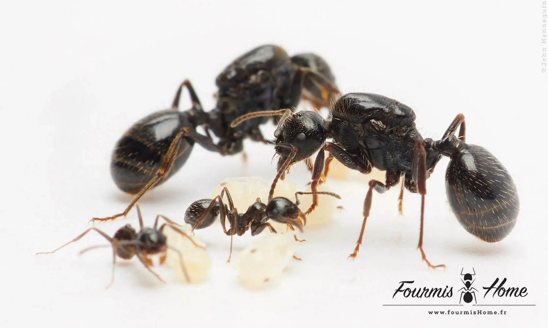 Messor nondentatus