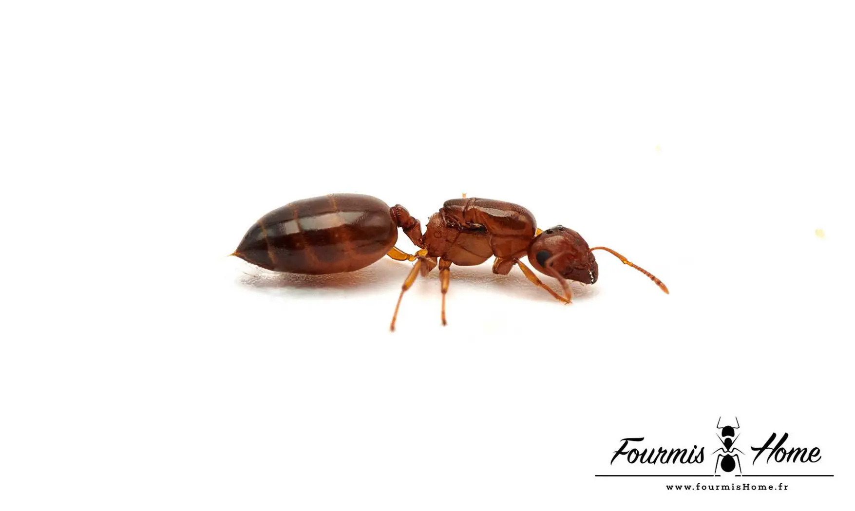 Crematogaster SP SENEGAL