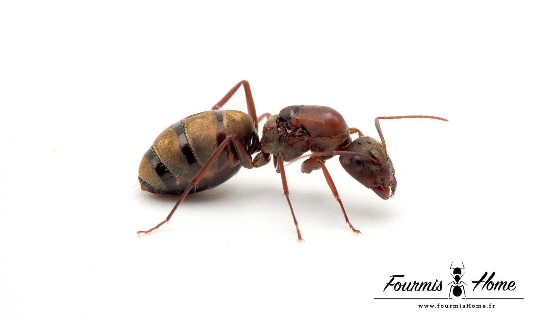 Camponotus vestitus