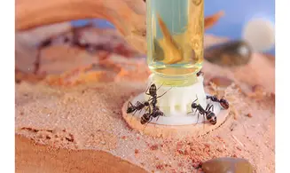 Mega 10ml ByFormica