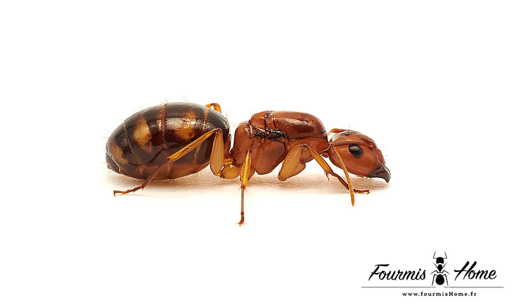 Camponotus maculatus subnudus