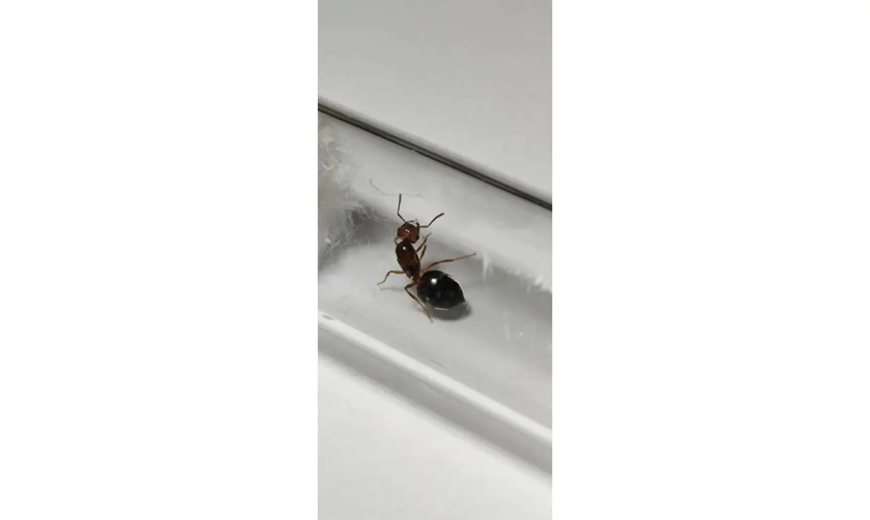Crematogaster sp Nigeria