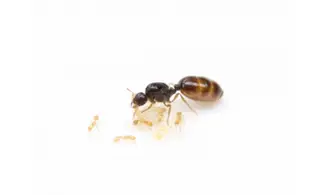 Solenopsis fugax