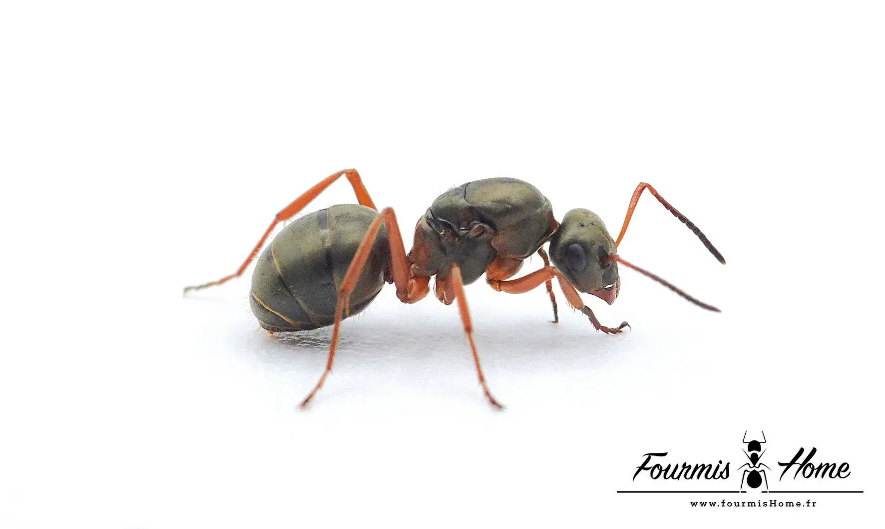 Formica cunicularia
