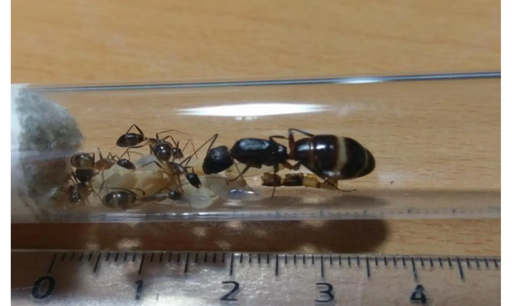 Camponotus fellah