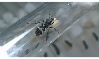 Camponotus parius