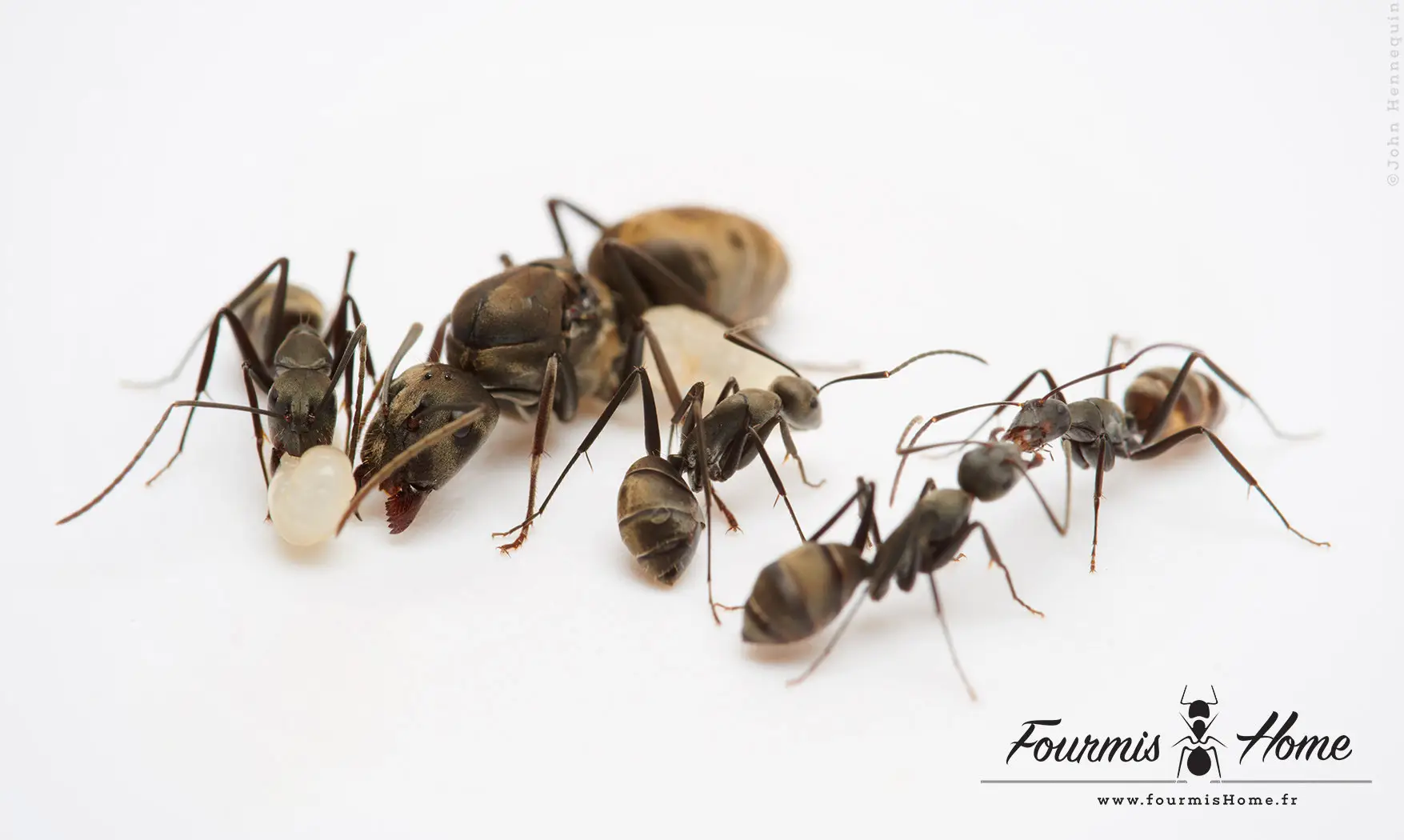 Camponotus parius
