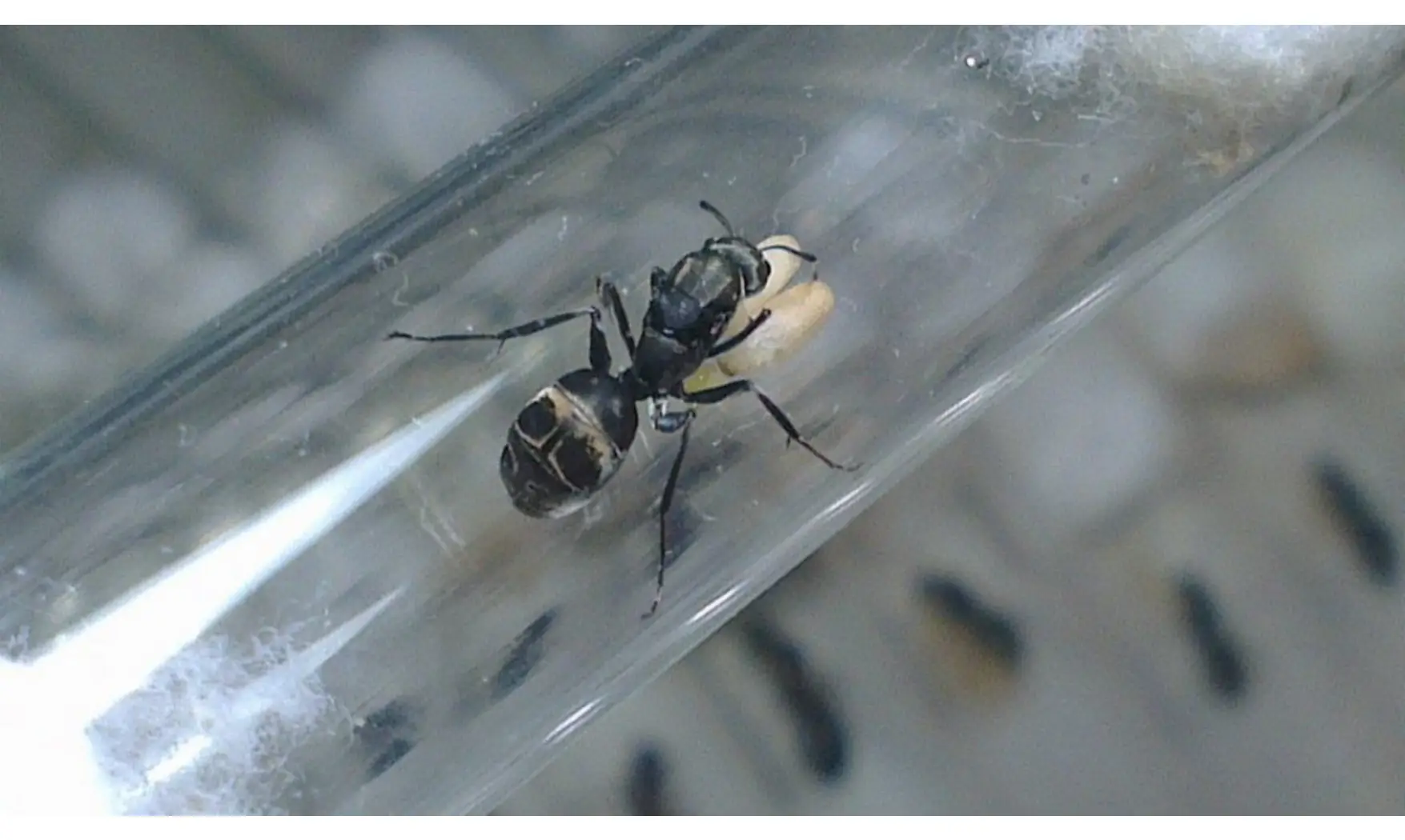Camponotus parius