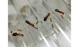 Camponotus sayi