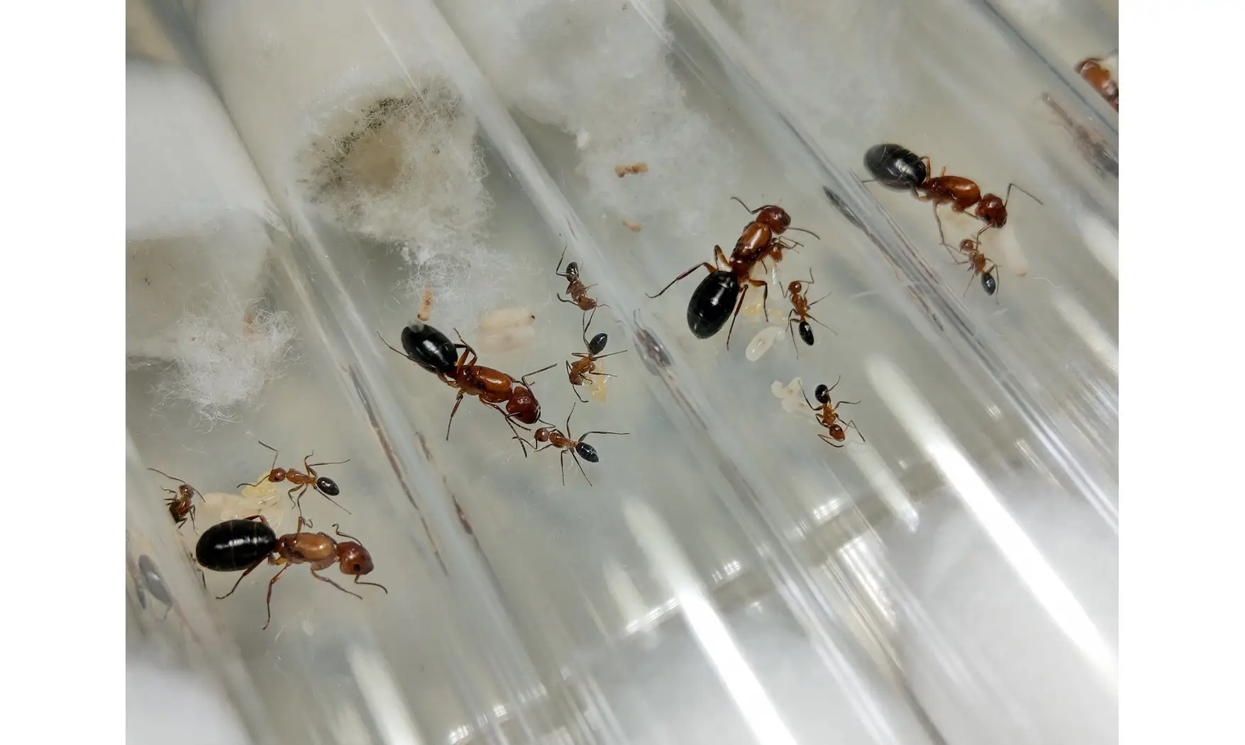 Camponotus sayi