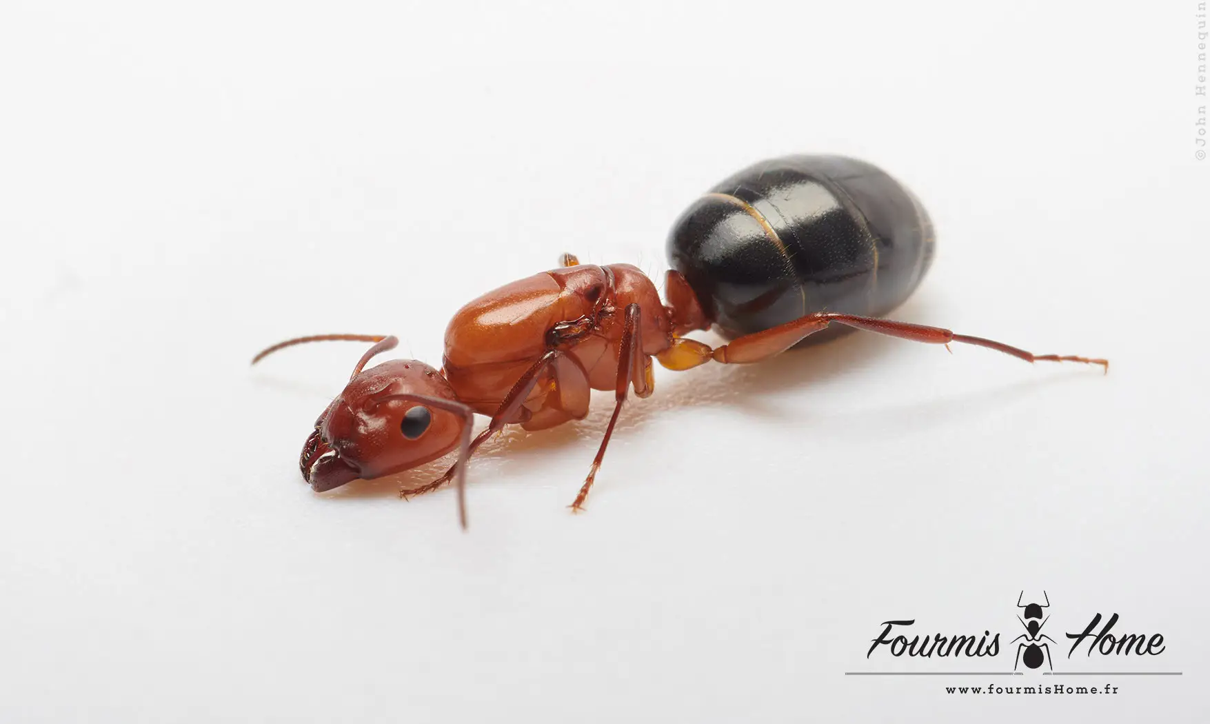 Camponotus sayi