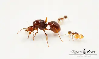 Aphaenogaster longiceps