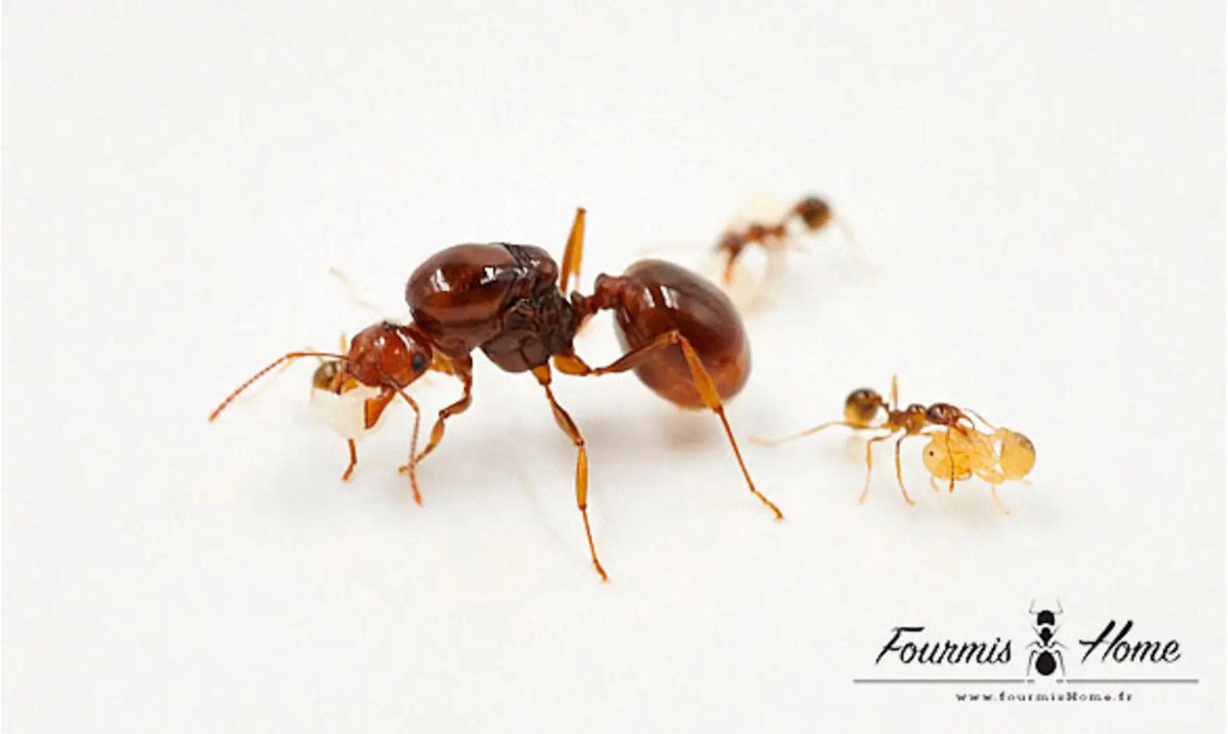 Aphaenogaster longiceps