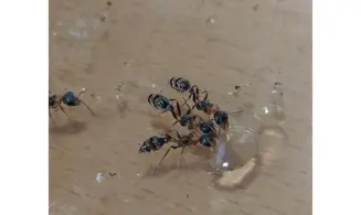 Pseudomyrmex gracilis