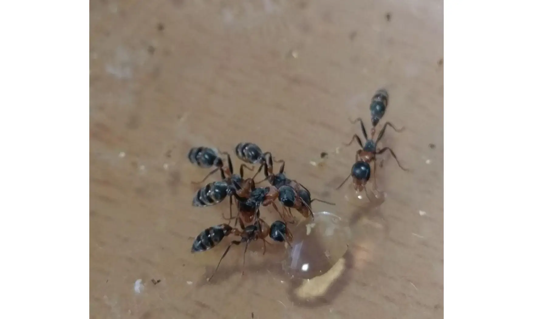 Pseudomyrmex gracilis