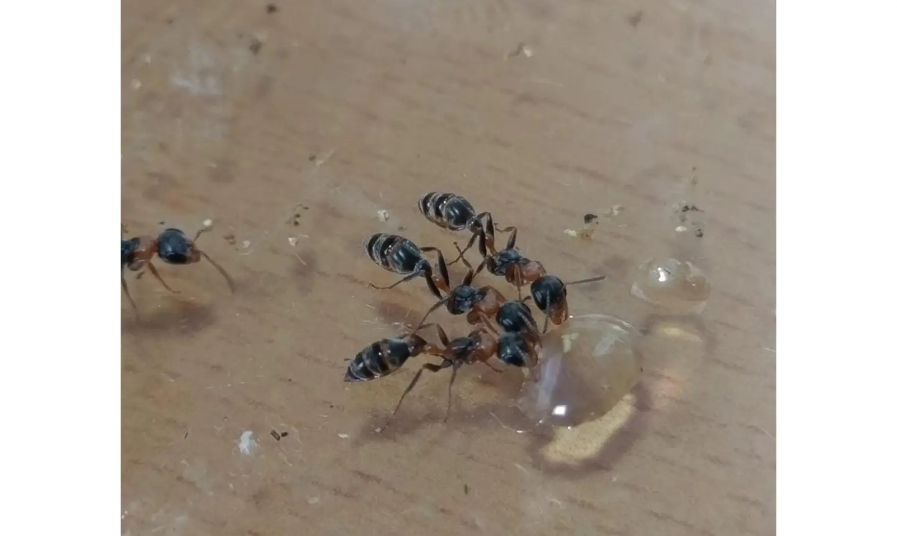 Pseudomyrmex gracilis
