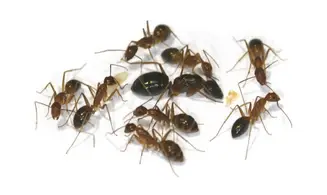 Camponotus albosparsus