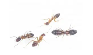 Camponotus albosparsus