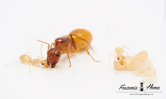 Camponotus fedtchenkoi YELLOW