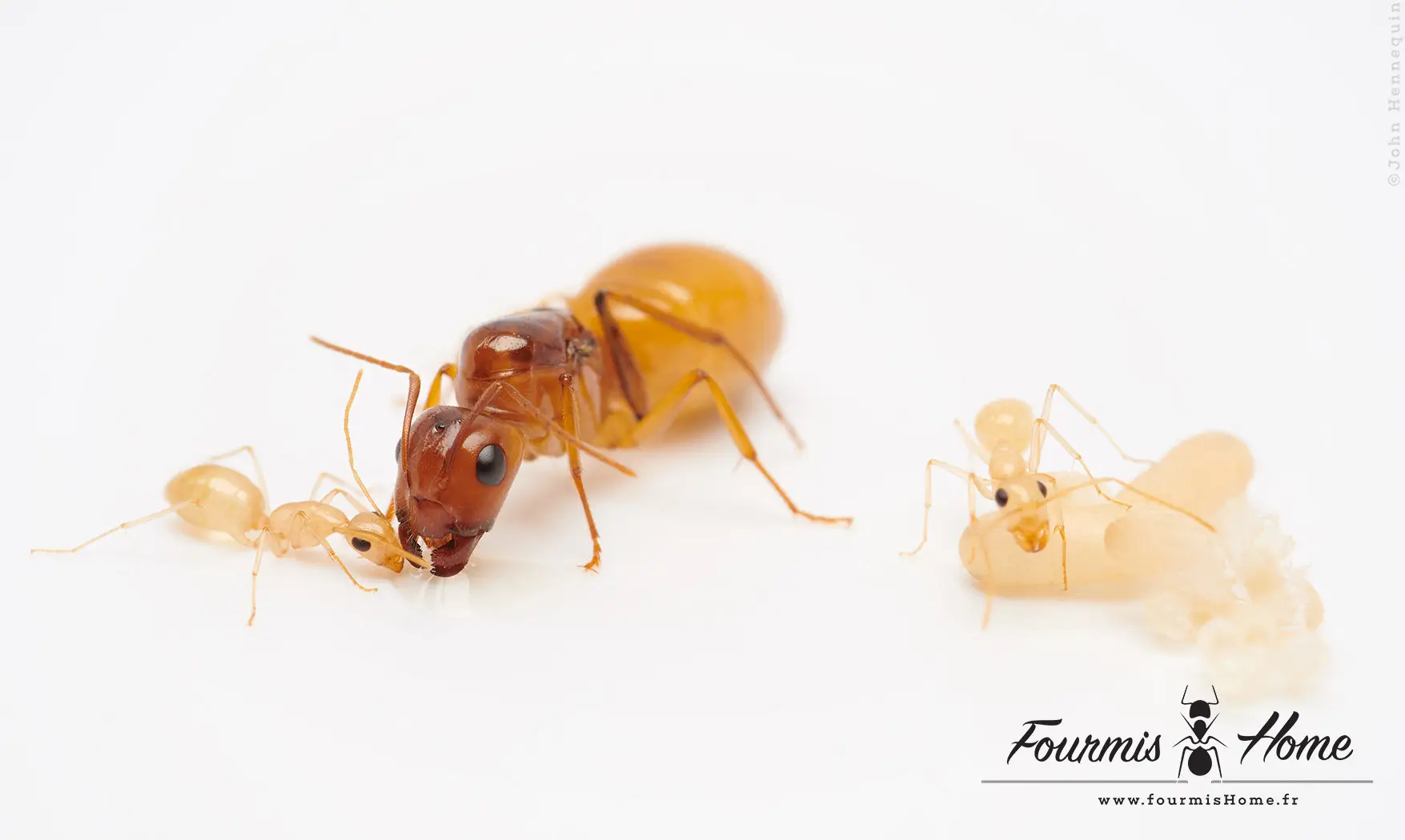 Camponotus fedtchenkoi YELLOW