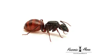 Camponotus US CA02