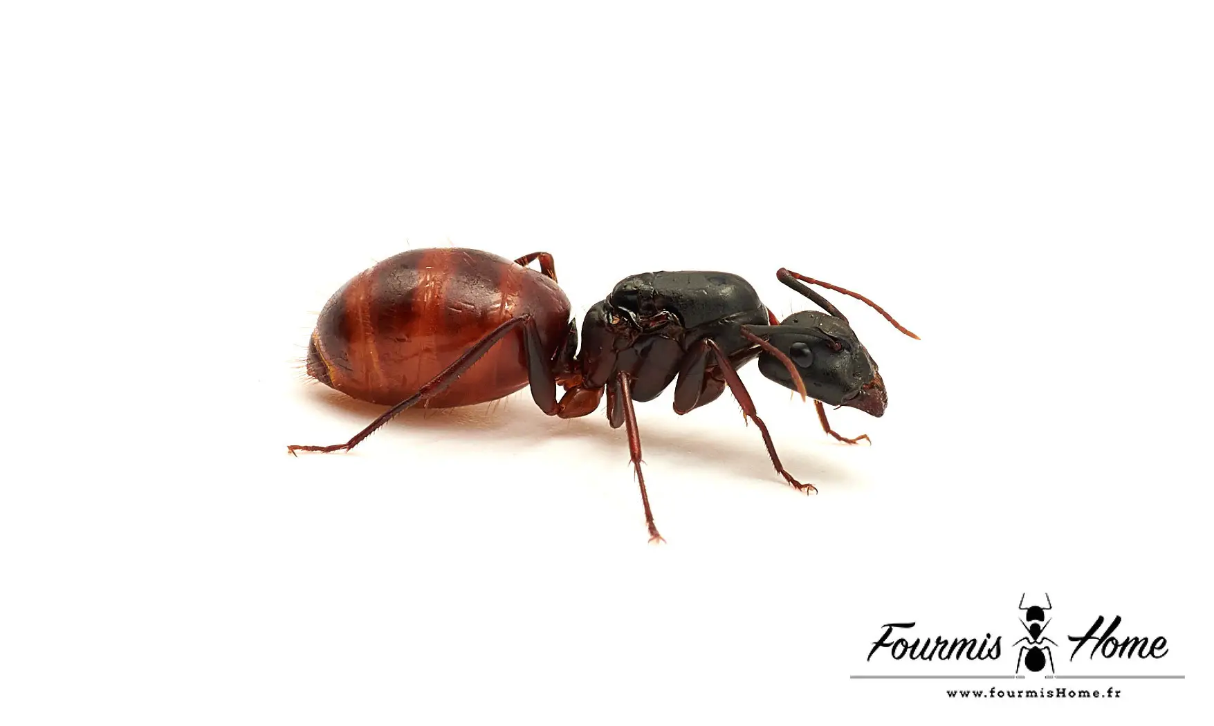 Camponotus US CA02