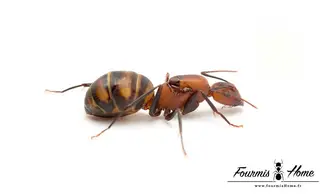 Camponotus habereri