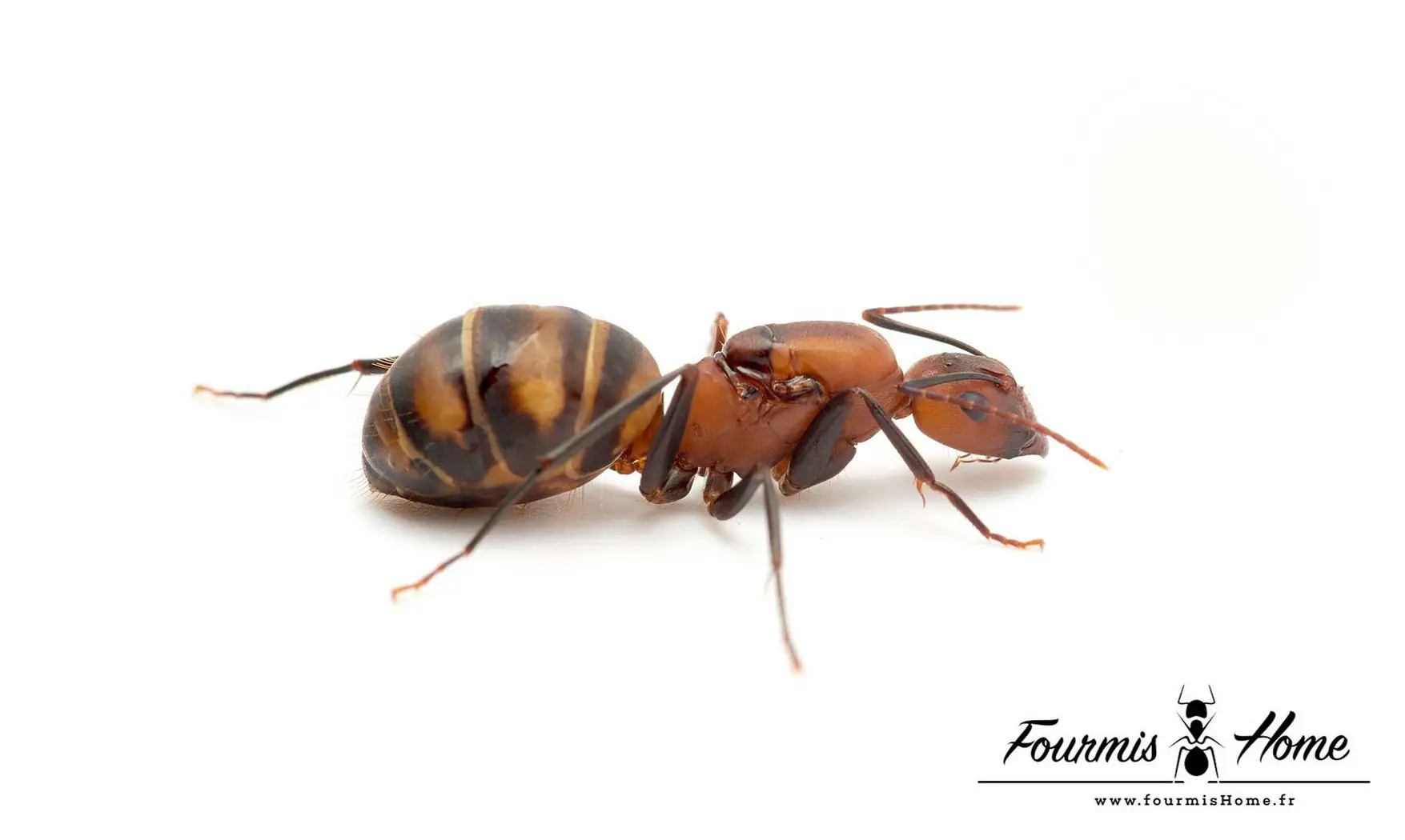 Camponotus habereri