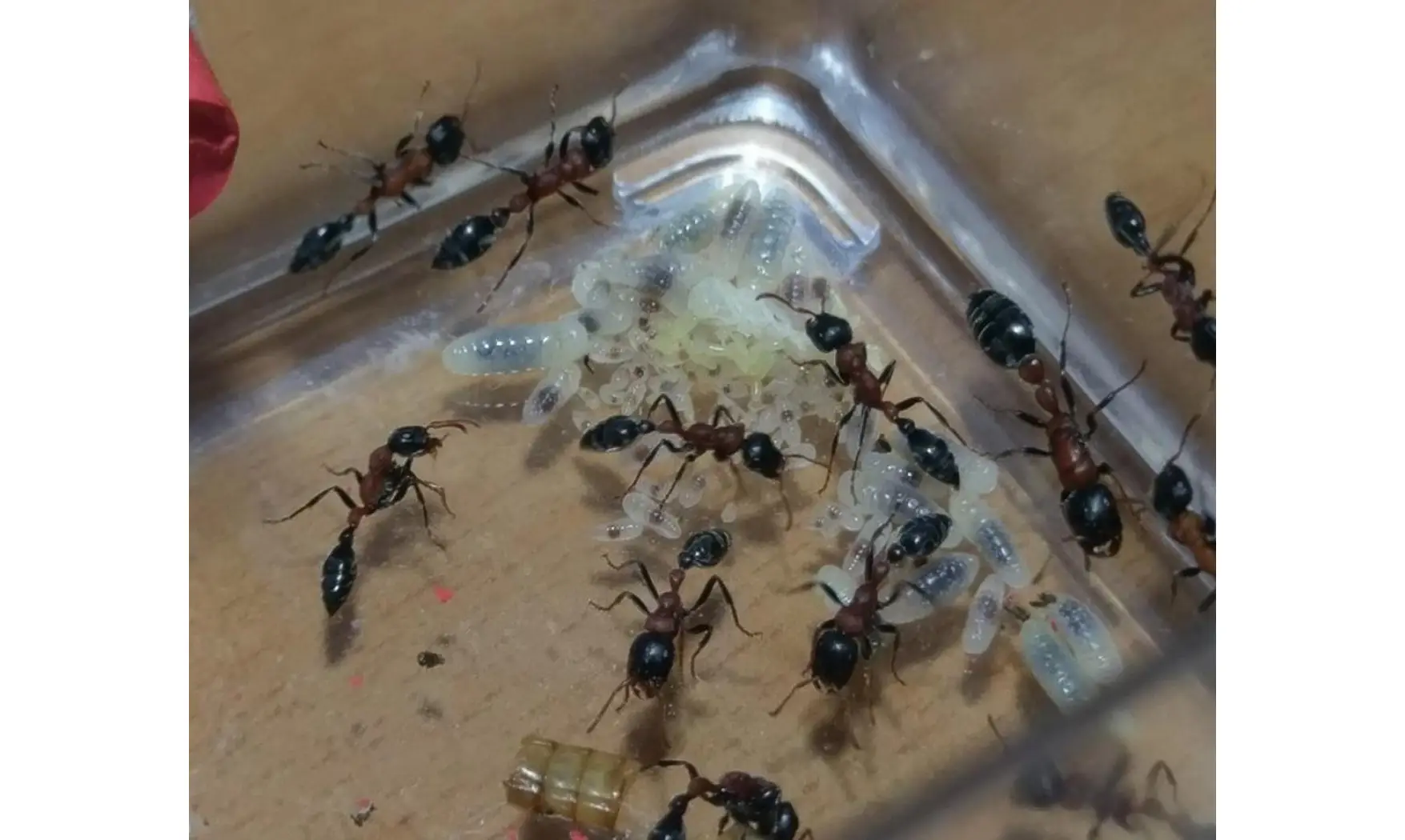 Tetraponera rufonigra