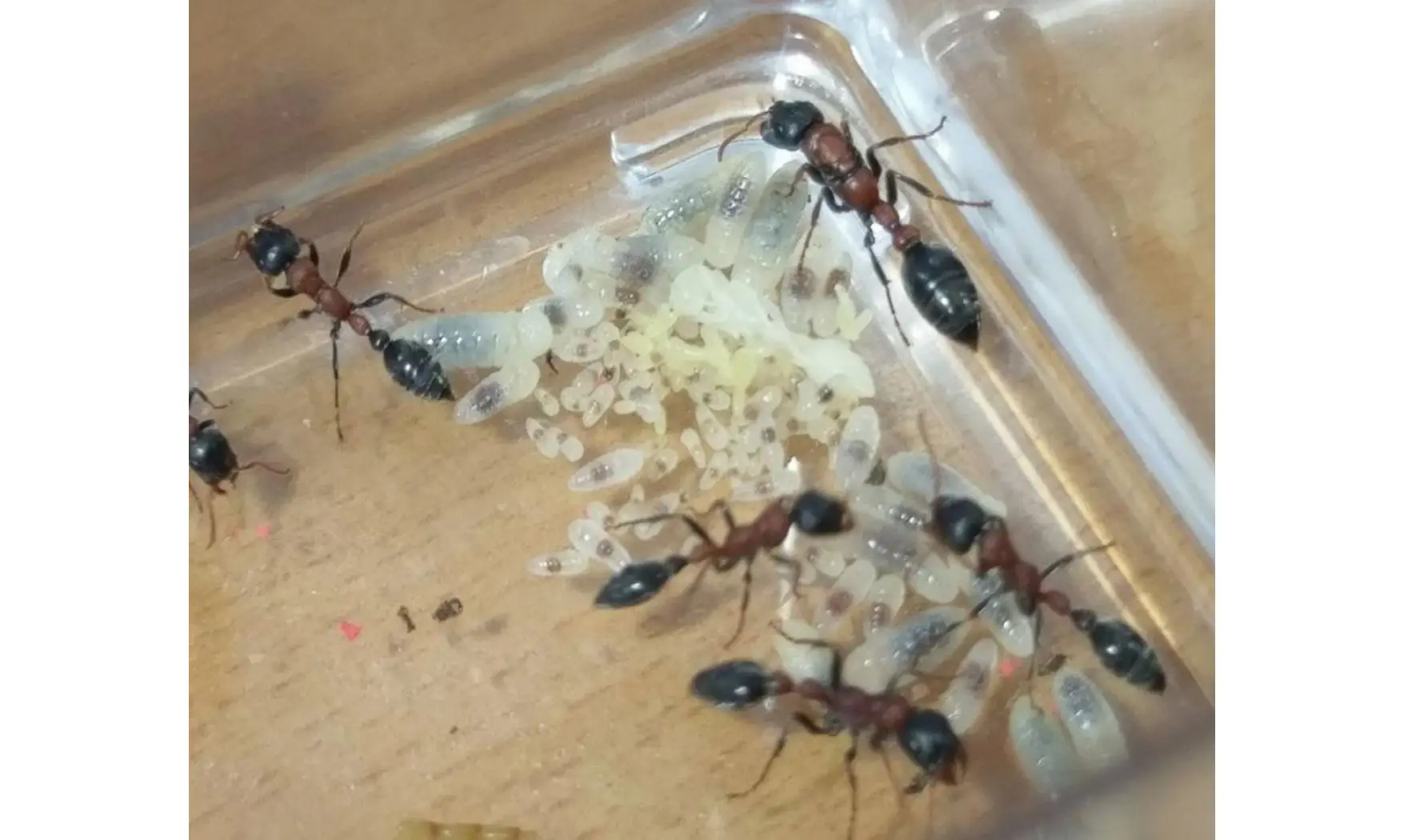 Tetraponera rufonigra