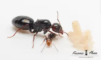 Camponotus lateralis